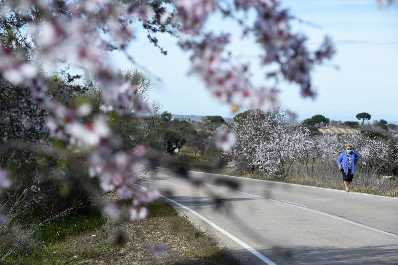 Fotos: Floración del almendro en la provincia de Cáceres