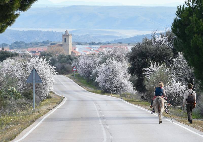 Fotos: Floración del almendro en la provincia de Cáceres