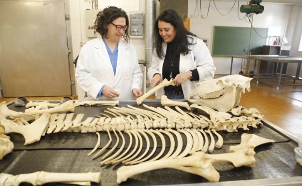 María Martín y Ana Mayoral junto a de un caballo Prezawelski procedente de Burgos.