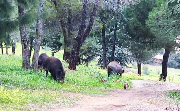 Crece la inquietud vecinal por la llegada de jabalíes a más zonas del casco urbano de Cáceres