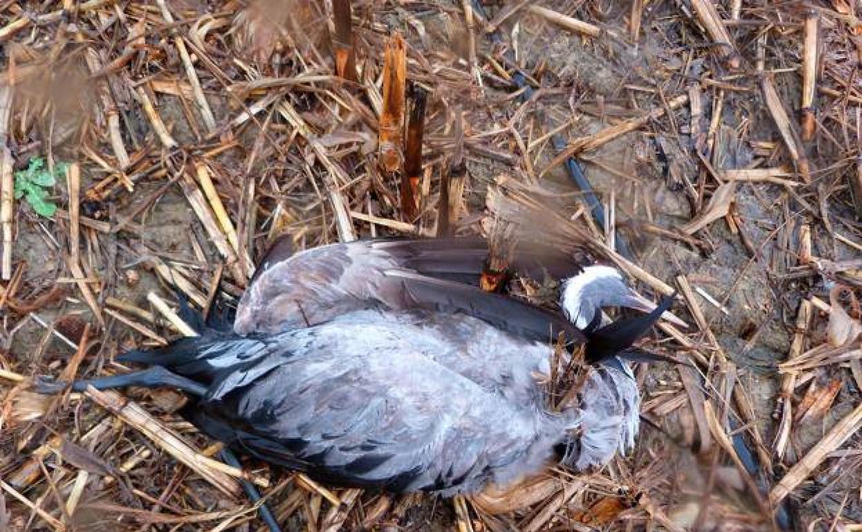 Imagen de archivo de un grulla muerta.