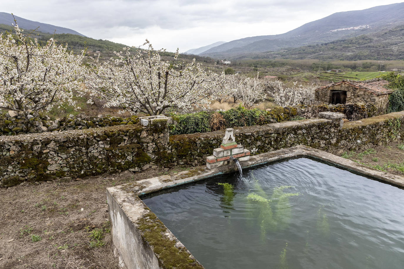 Localidad de Cabezuela del Valle ayer viernes por la mañana con un cerezo en flor en primer plano.