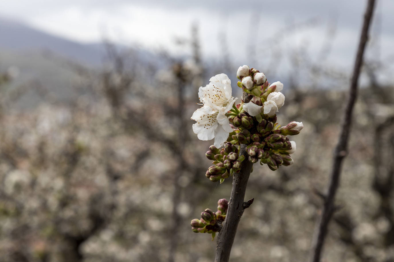 Localidad de Cabezuela del Valle ayer viernes por la mañana con un cerezo en flor en primer plano.
