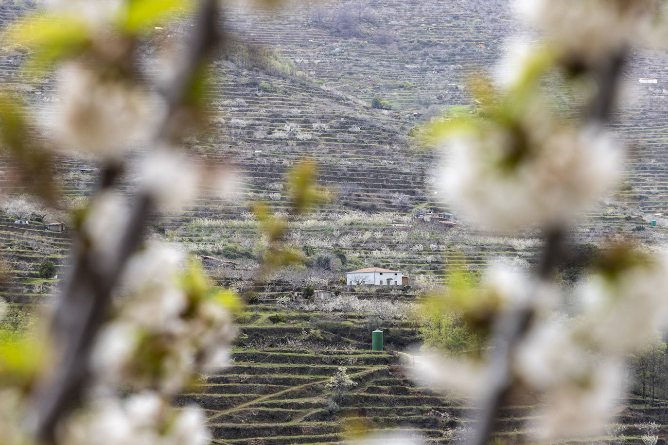 Localidad de Cabezuela del Valle ayer viernes por la mañana con un cerezo en flor en primer plano.