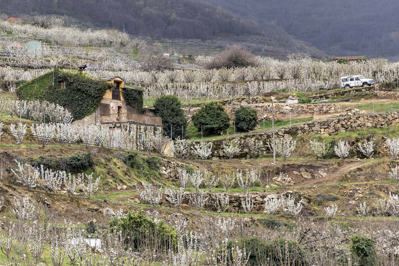 Localidad de Cabezuela del Valle ayer viernes por la mañana con un cerezo en flor en primer plano.