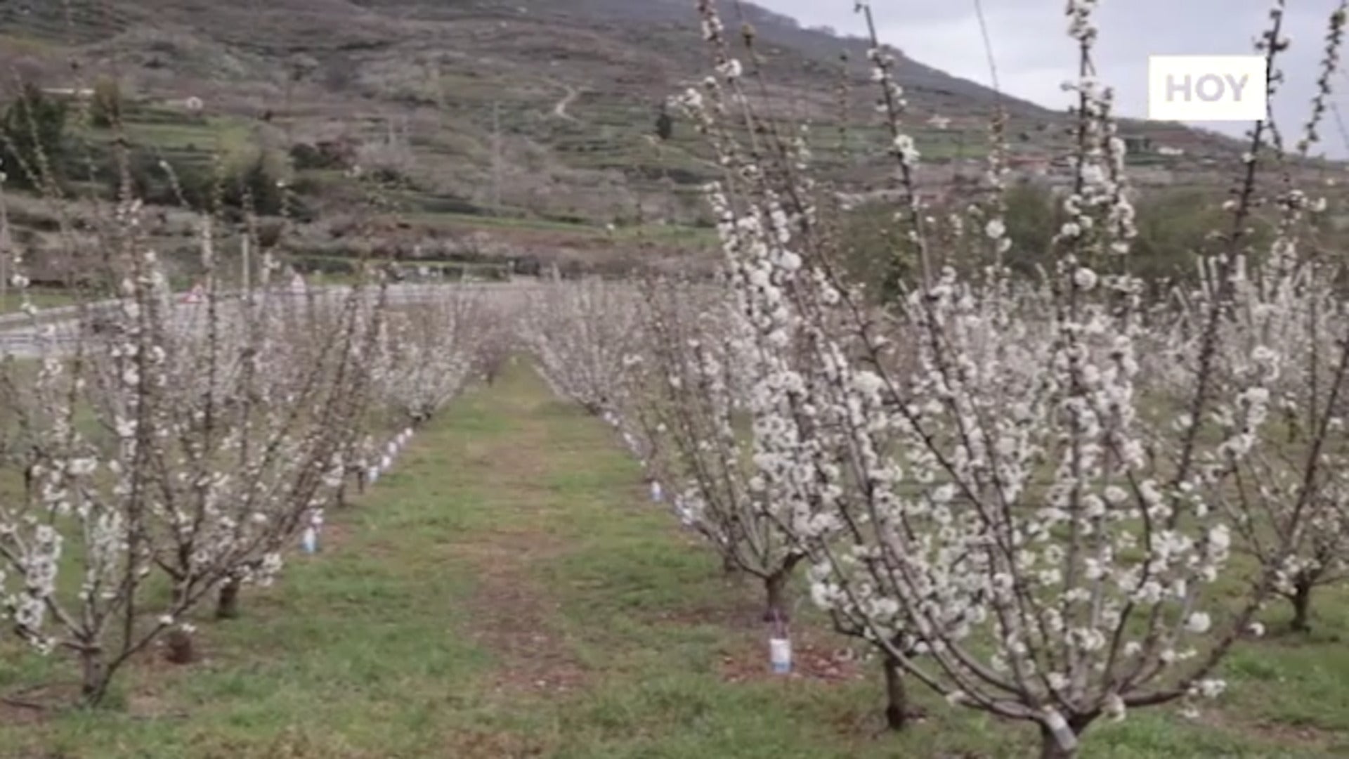 ​El Valle del Jerte empieza a teñirse de blanco con los primeros cerezos en flor​