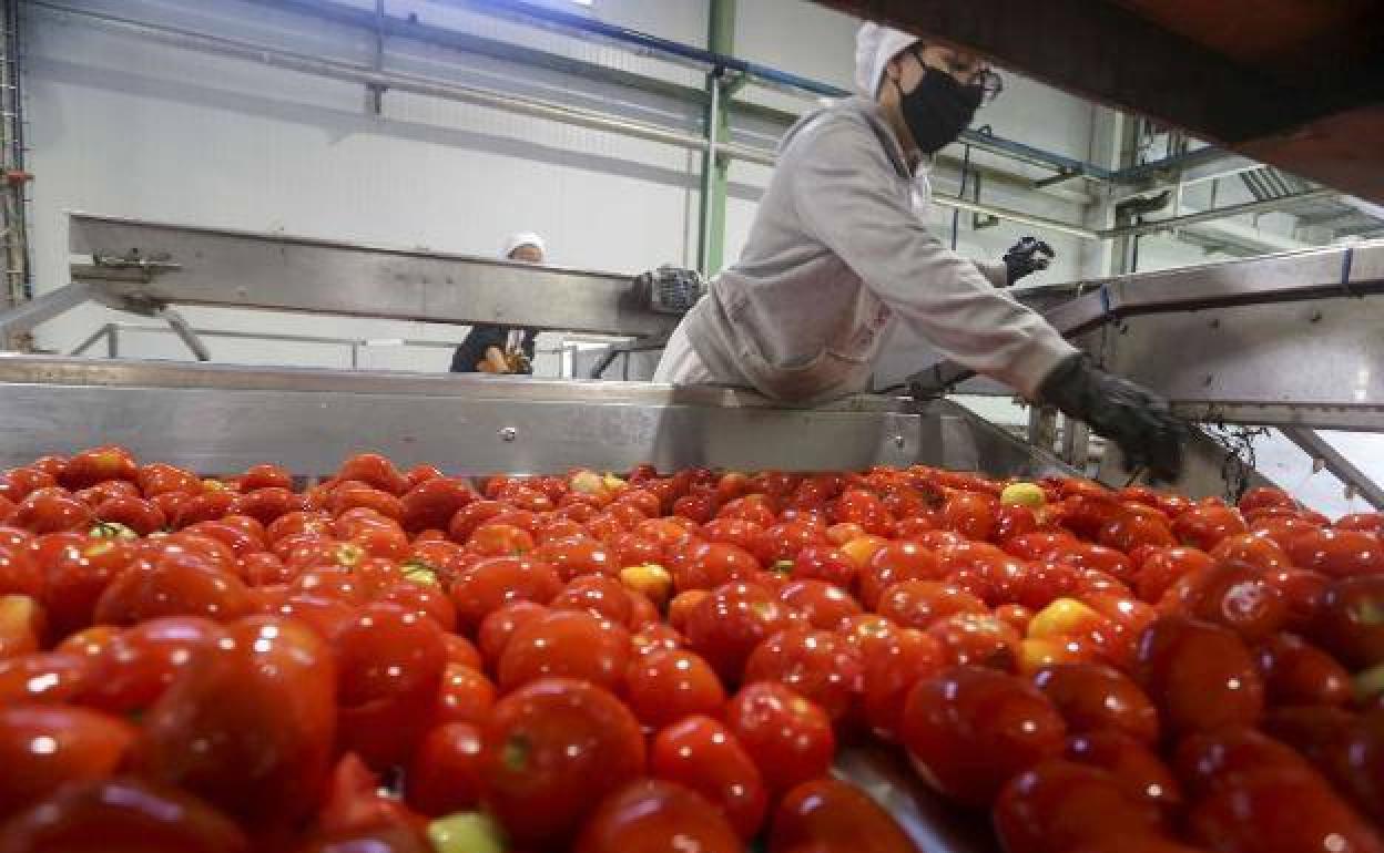 Una operaria supervisa una cadena de lavado de tomates.