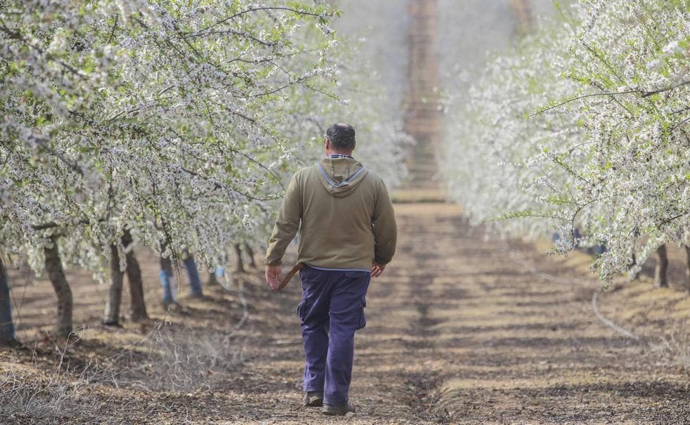 Un empleado de Pasat comprueba la floración de almendros en la finca La Risca, cerca de Alvarado, una pedanía de Badajoz. 