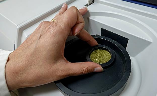 La propia Ctaex analiza la cantidad de THC.