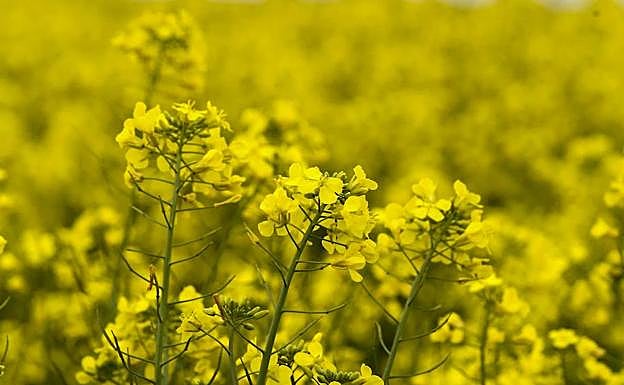 Colza, un cereal también de gran demanda, en la Campiña Sur.
