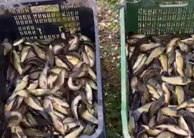 Imagen secundaria 1 - Arriba, imagen de archivo de La Charca de Casar de Cáceres. Abajo a la izquierda las tencas en sus cajas. A la derecha, el lugar al que se trasladan.