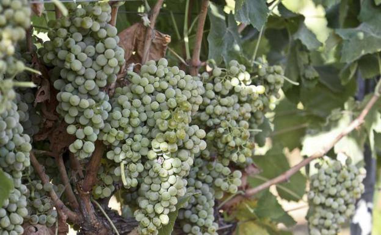 Vid con uva tinta en Arroyo de San Serván poco antes de cosecharse.
