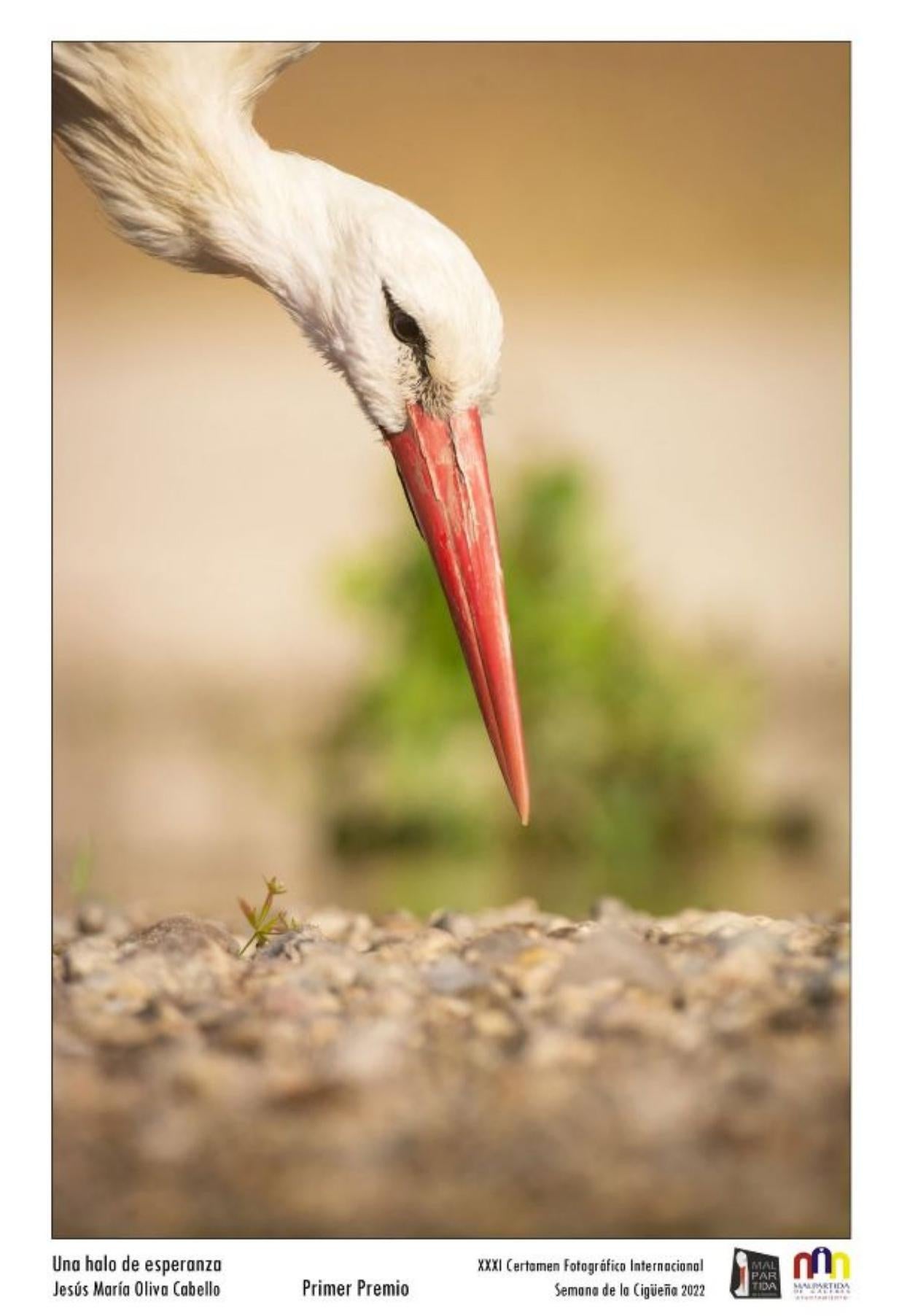 Foto ganadora del certamen. 