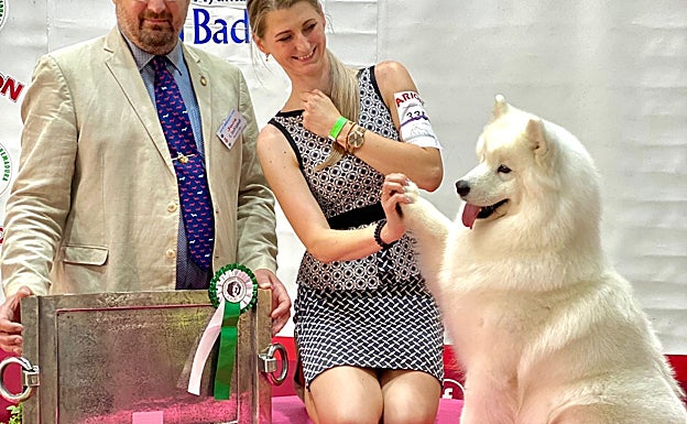 El samoyedo hembra que se ha proclamado campeona del concurso internacional de Badajoz 