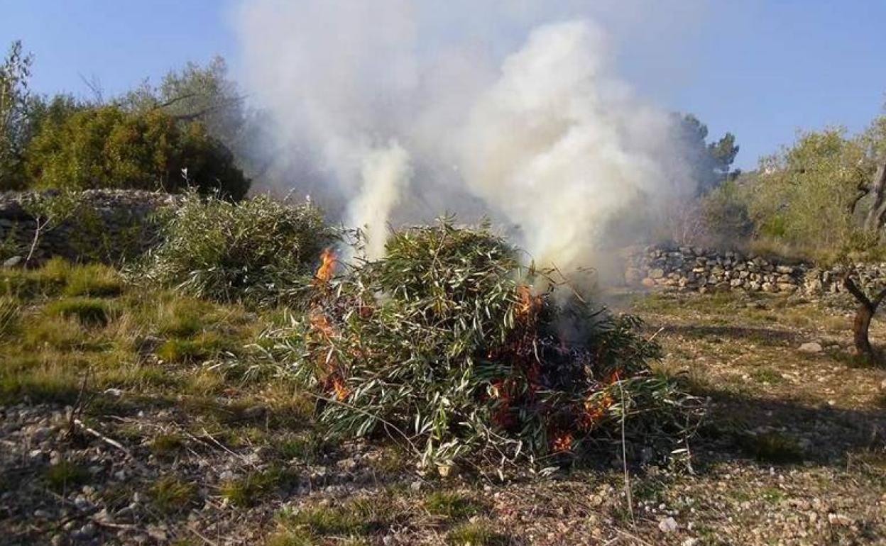Desde este miércoles no se podrán quemar restos de poda por el calor
