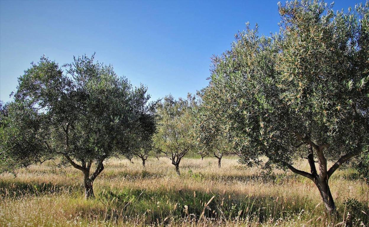 Imagen de archivo de un olivar en el campo extremeño.