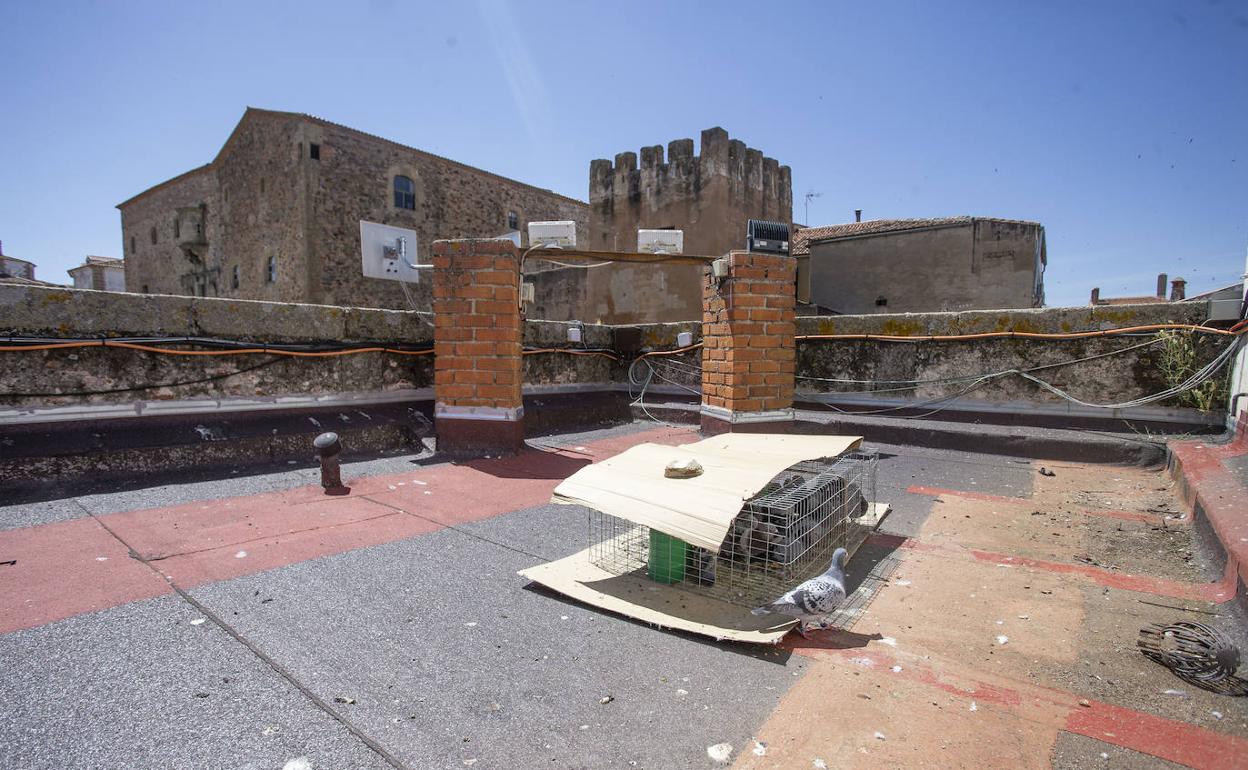 Imagen de una de las jaulas instaladas en la terraza del Ayuntamiento, tapada con cartones para evitar el sol. 