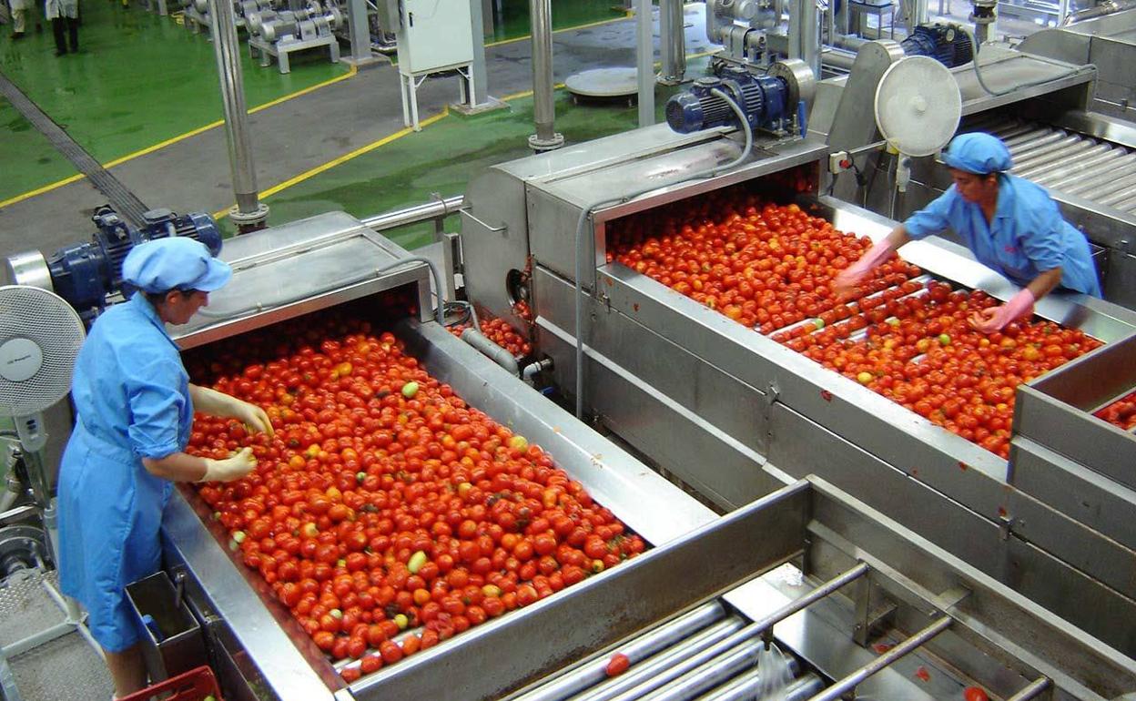 Varias trabajadoras en una industria de tomate extremeña.