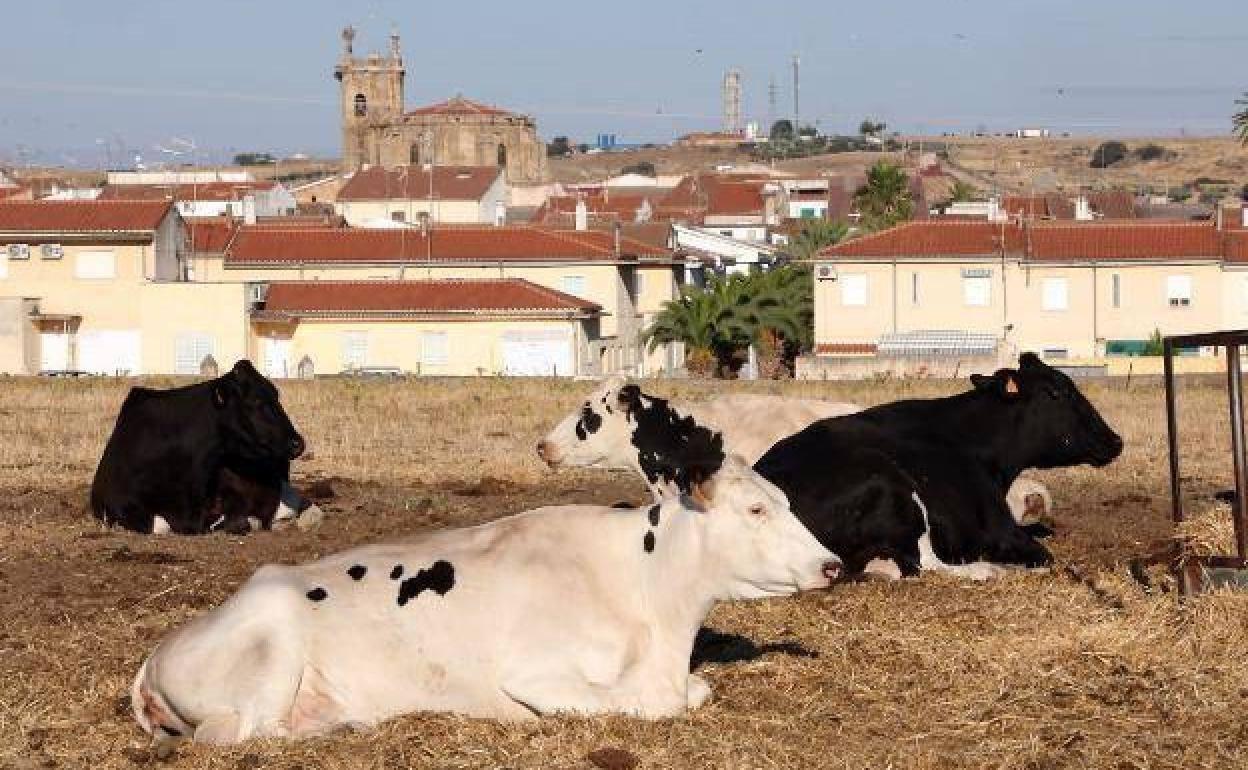 Vacas lecheras de Casar de Cáceres.