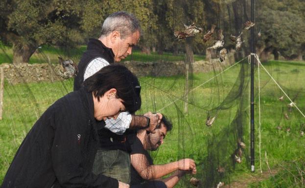 Captura de pequeñas aves durante la investigación. 