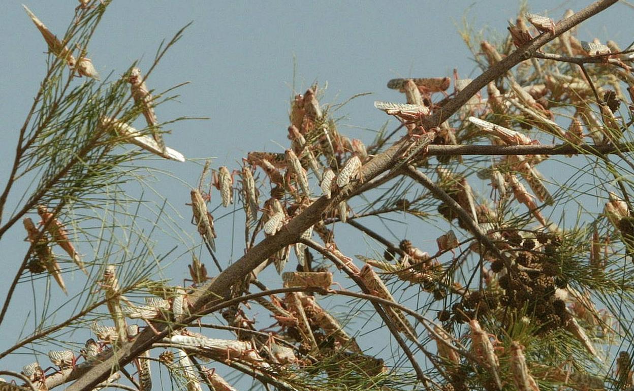 Langostas en una zona del norte de África. 