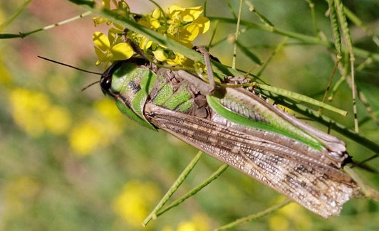 Langosta mediterránea. 