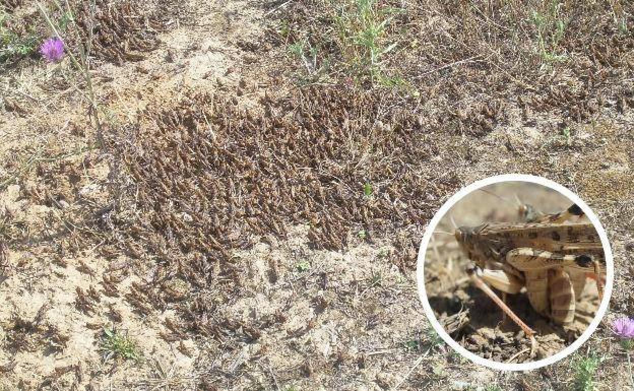 Imagen de archivo de una plaga de langosta mediterránea.