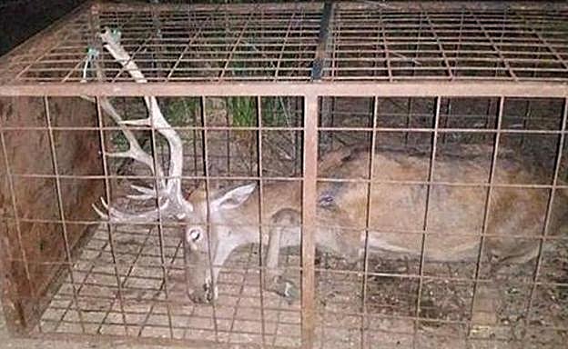 Imágenes del ciervo que fueron difundidas. /