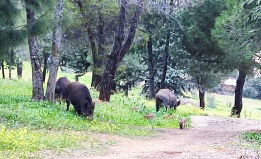 Ejemplares de jabalí en el cementerio.
