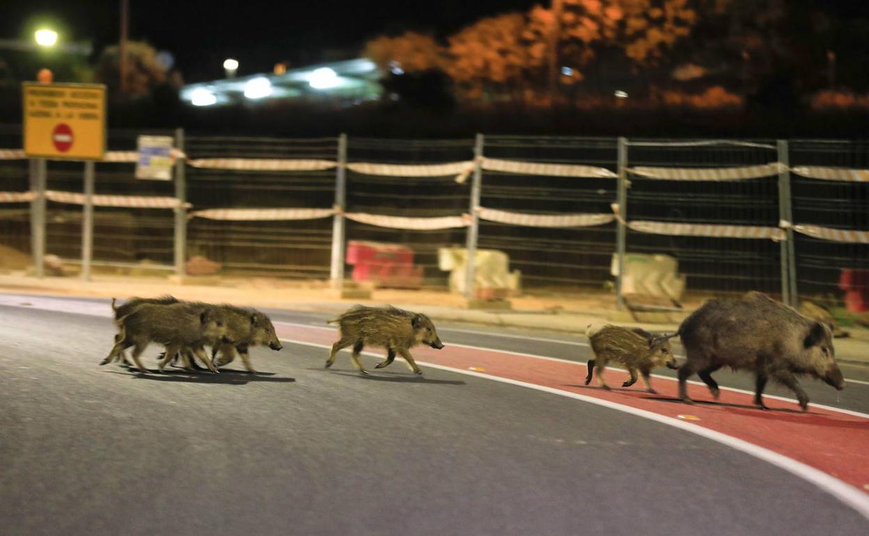 Varios ejemplares de jabalíes cruzan la ronda sureste. 