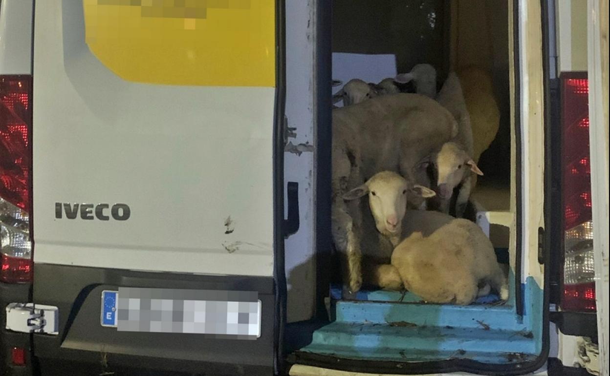 Borregos decomisados a los cinco detenidos en una de las furgonetas.