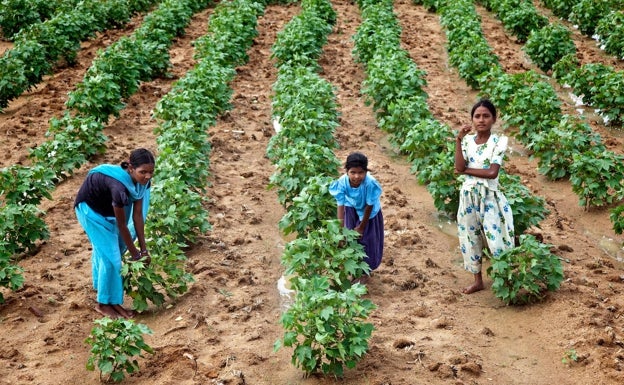 De izquierda a derecha, Thimmalamma Babu (14) y su hermana Meenakshi y Reshmi Prabhu en un campo de algodón en las afueras de Bijanegere Village (India). Las tres niñas trabajaron en los campos antes de matricularse en la escuela por primera vez este año. La escuela pública primaria y secundaria del pueblo se beneficia de la Iniciativa Social de IKEA, implementada en conjunto con UNICEF, al identificar a los niños trabajadores y lograr que dejen de trabajar en las granjas y los lleven a la escuela.