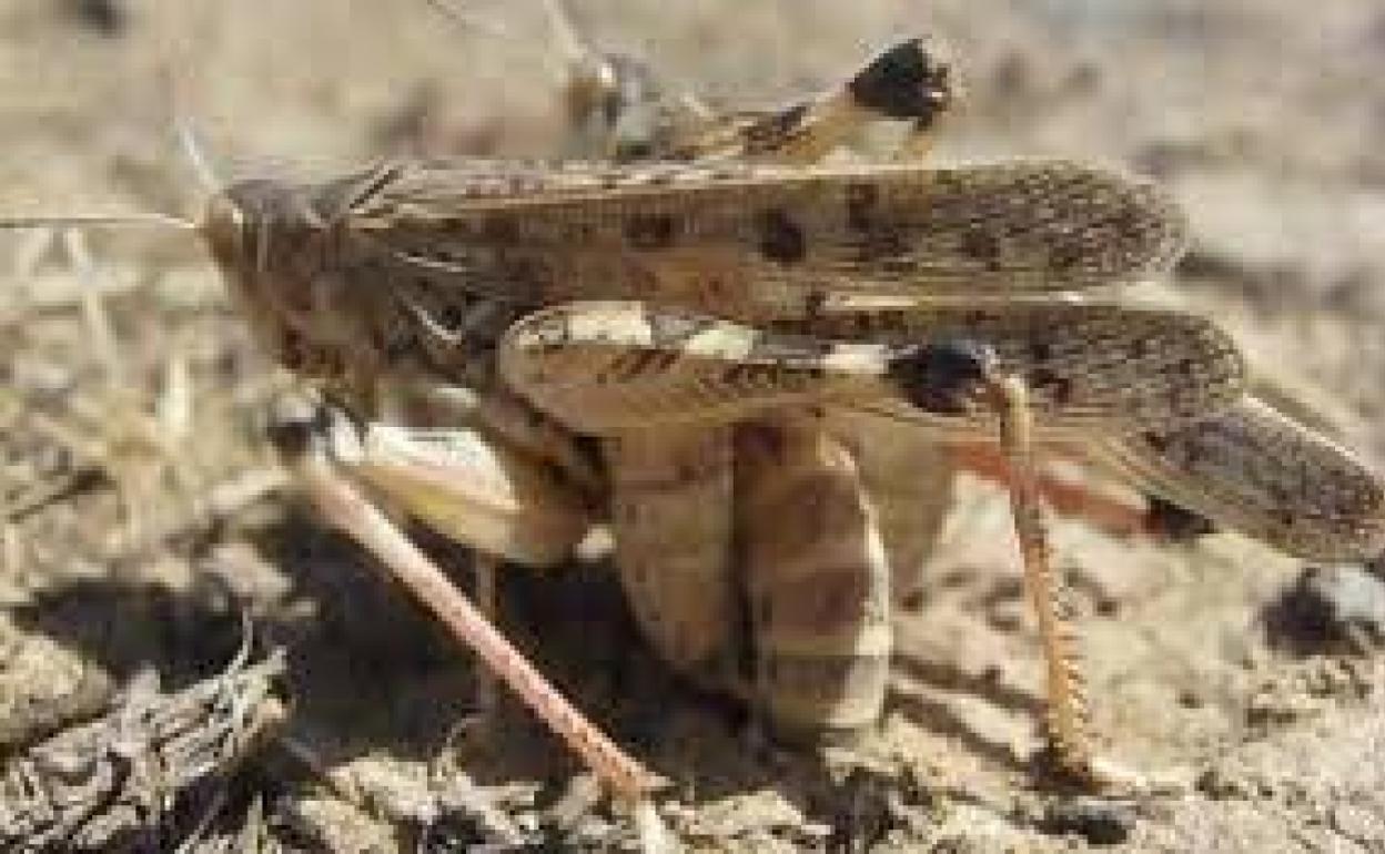 Cinco medidas para atajar la plaga de langostas