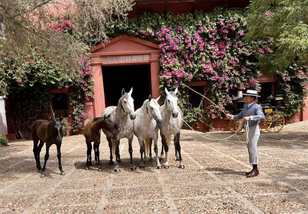 Fotos: Una yeguada extremeña en la comida de Dior en Sevilla