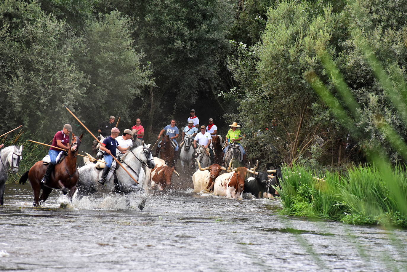 Fotos: Capeones y caballistas vadean el río Alagón