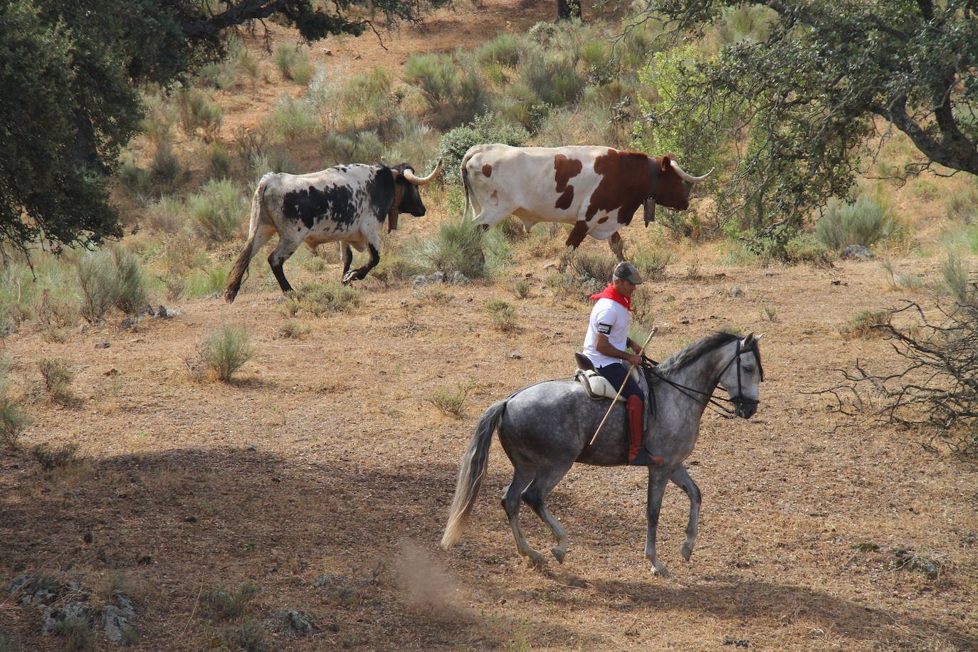 Fotos: Capeones y caballistas vadean el río Alagón