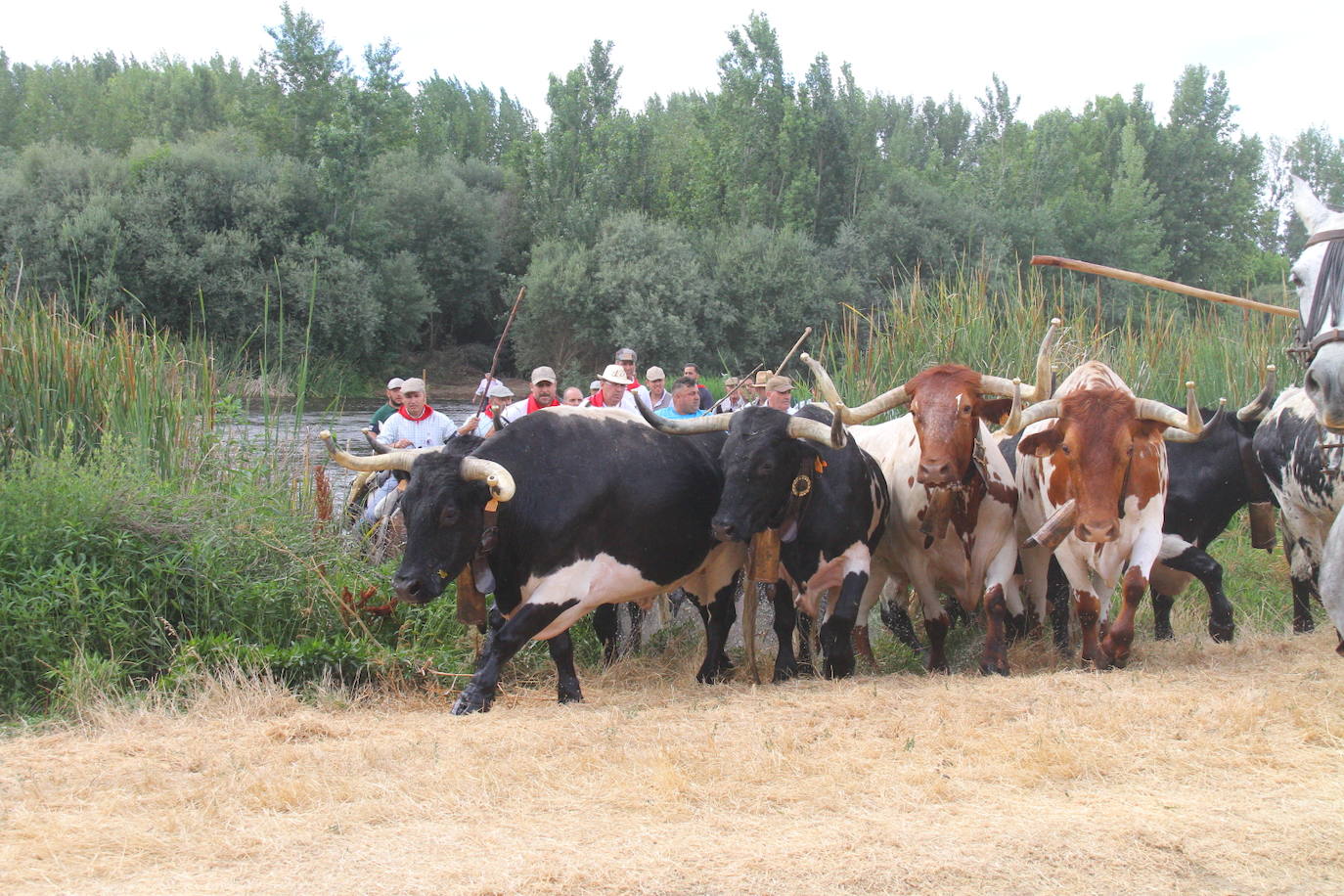 Fotos: Capeones y caballistas vadean el río Alagón