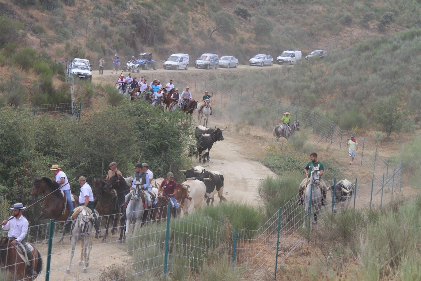 Traslado de los capeones hasta los corrales del encierro, el jueves 23. 