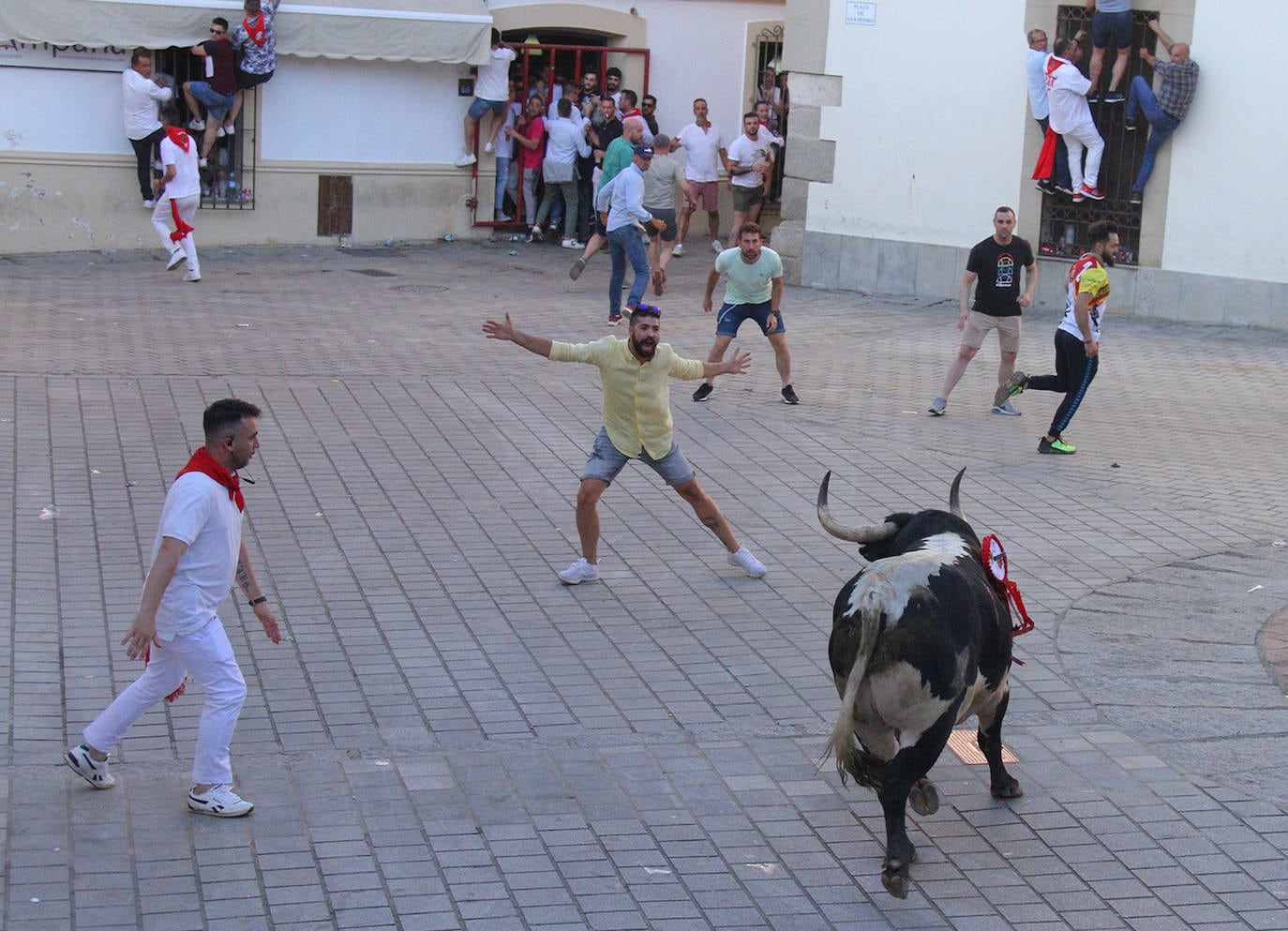 La Junta de Defensa triunfa también con el toro de la tarde del día 25 en Coria, 'Castañero'.