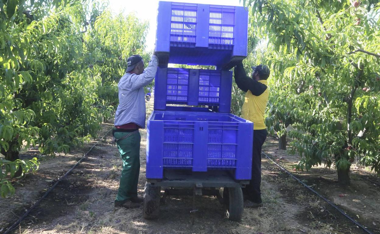 Dos trabajadores agrícolas en la recogida de la fruta en esta campaña en una finca de Mérida. 