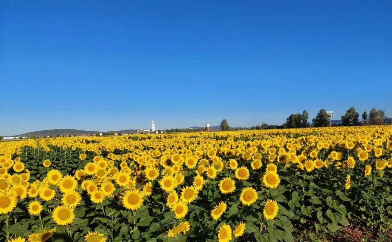 Alternativas para mantener la ayuda al girasol y la colza en la nueva PAC |  