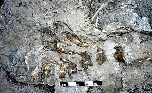 Vértebras de la cola del dinosaurio Arenysaurus en el yacimiento de Blasi.