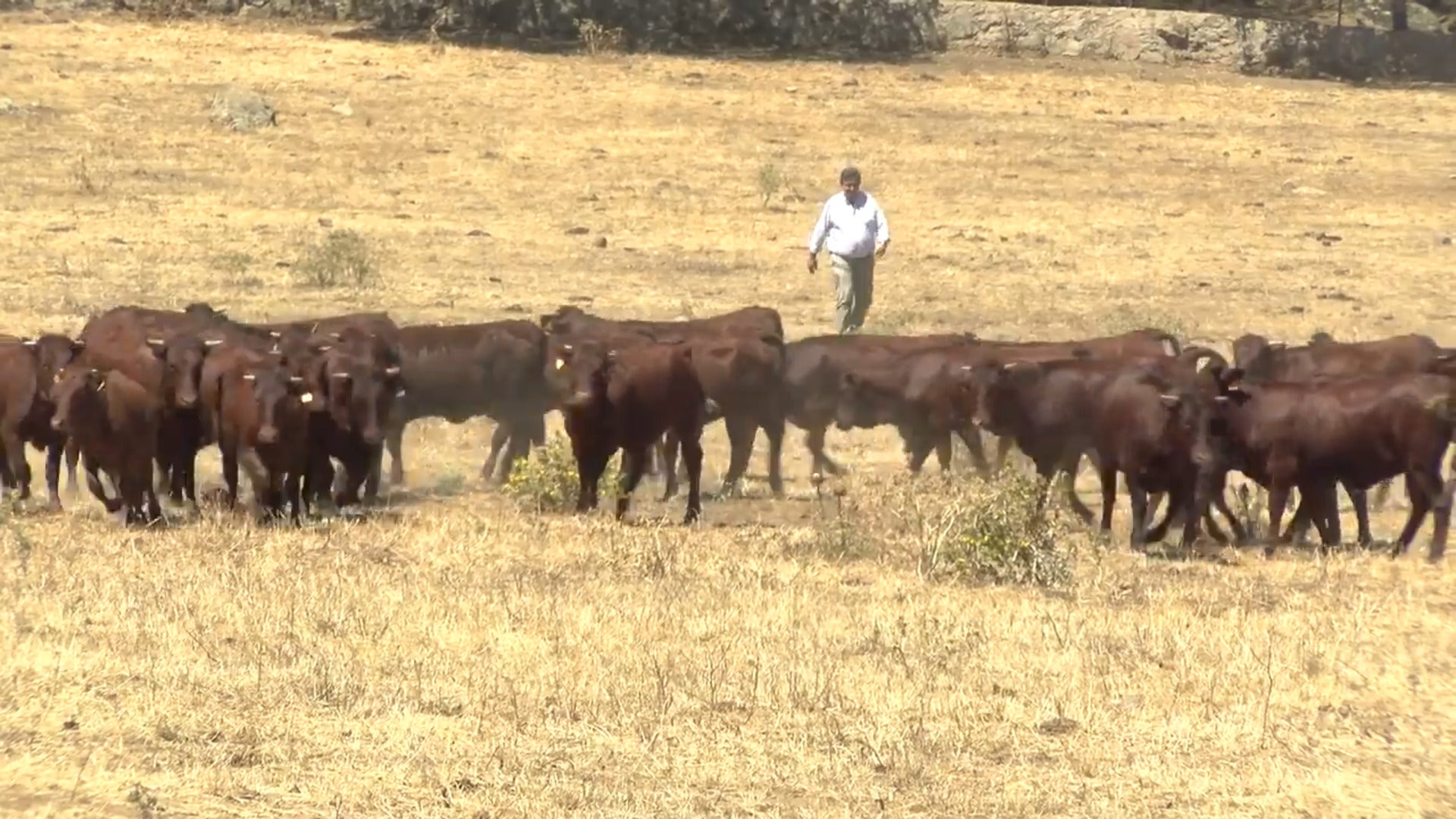 Ibercaja presenta su seguro de ganado vacuno vital para garantizar la continuidad de la explotación