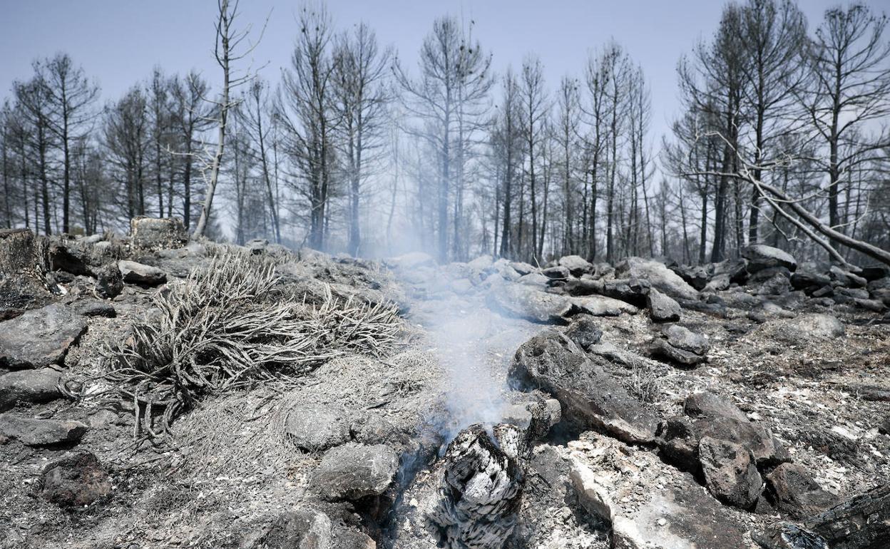 Paraje calcinado tras un incendio forestal declarado en Cuenca durante la primera ola de calor de julio. 