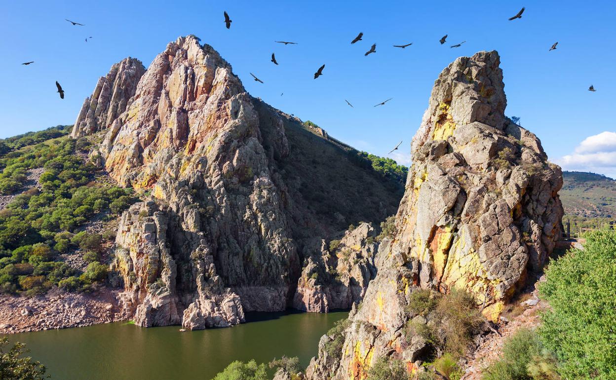 Colonias de buitres en el Salto del Gitano, en Monfragüe. 