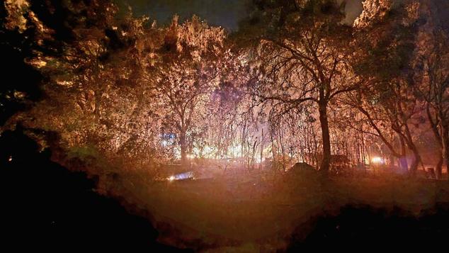 Fotos: Más de cien palmeras del vivero municipal de Mérida se queman en el incendio de El Prado