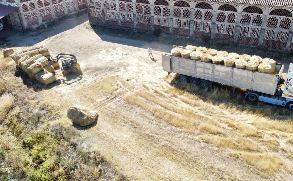 Pacas de heno cargadas en un camión para repartirlas entre ganaderos de Casas de Miravete. 