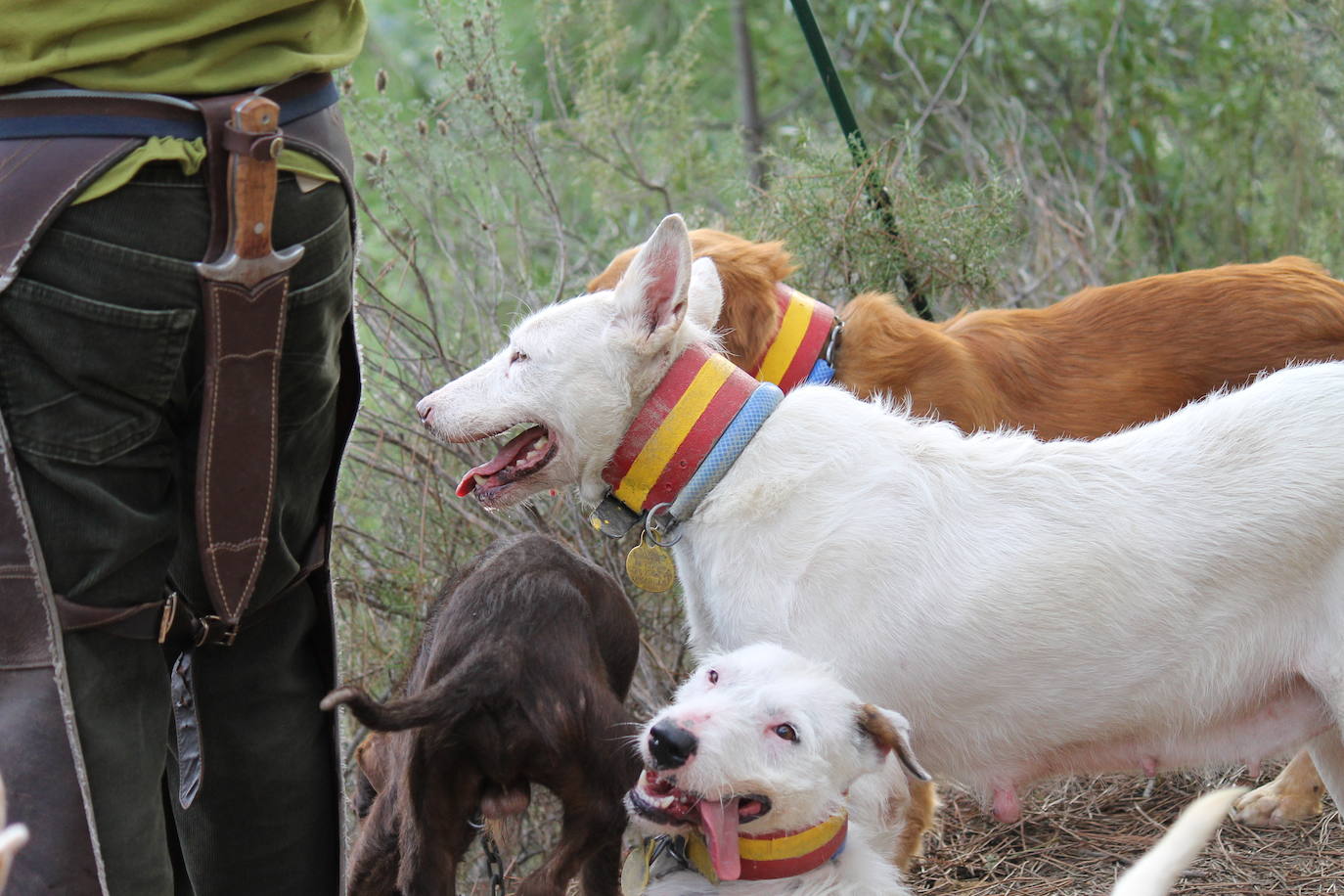 Detalle de los perros de la rehala.
