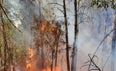 Estabilizado el incendio forestal de la localidad cacereña de Cadalso