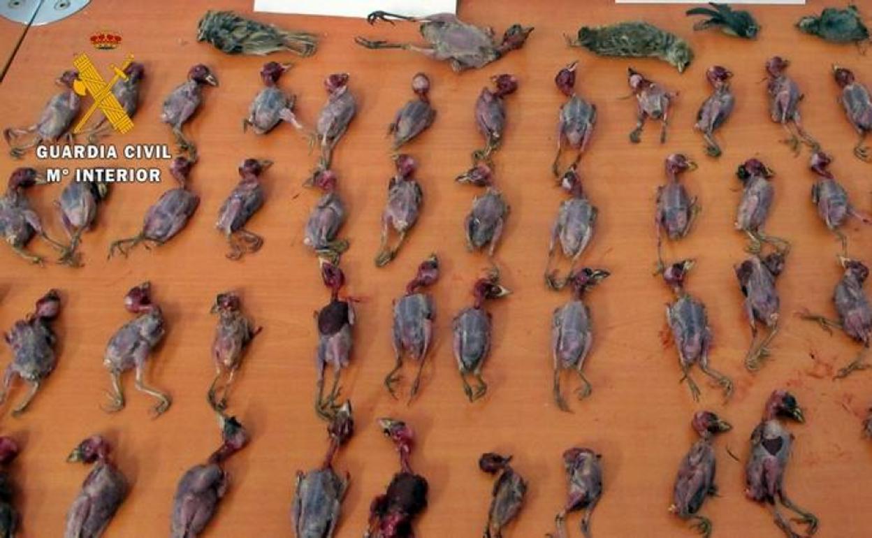 La Guardia Civil investiga a un vecino de Calzadilla de los Barros por capturar aves protegidas